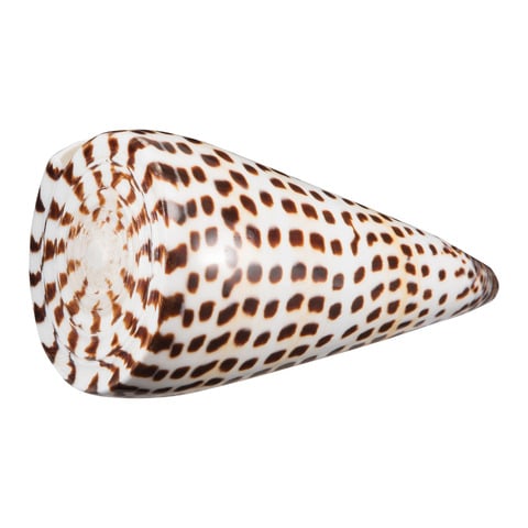 Muschel Muschel